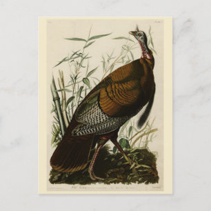 Wilde Turkije (man) van de Amerikaanse vogels van Briefkaart