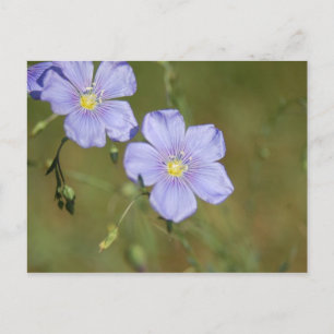 Wilde vlasbloemen 2 briefkaart