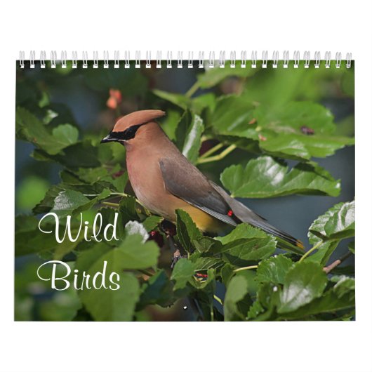 Wilde vogels in New England Kalender (Hoes)