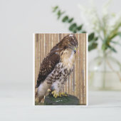 Wilde vogels: Red-Tailed Hawk Briefkaart (Staand voorkant)
