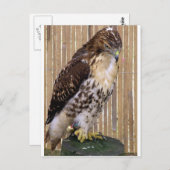 Wilde vogels: Red-Tailed Hawk Briefkaart (Voorkant / Achterkant)