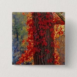 Wilde wingerd helderrood in de herfst bij vierkante button 5,1 cm
