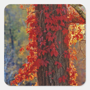 Wilde wingerd helderrood in de herfst bij vierkante sticker