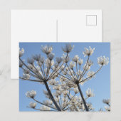 Wilde winterbloemen briefkaart (Voorkant / Achterkant)