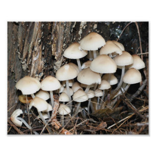 Wilde witte paddenstoelen 10x8 Natuur afdrukken Foto Afdruk
