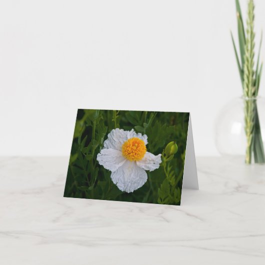 Wilde Witte Papaver Kaart (Voorkant)