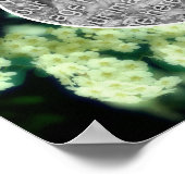 Wilde witte rozen maak je eigen foto poster (Hoek)