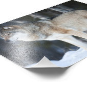 Wilde Wolf Foto Afdruk (Hoek)
