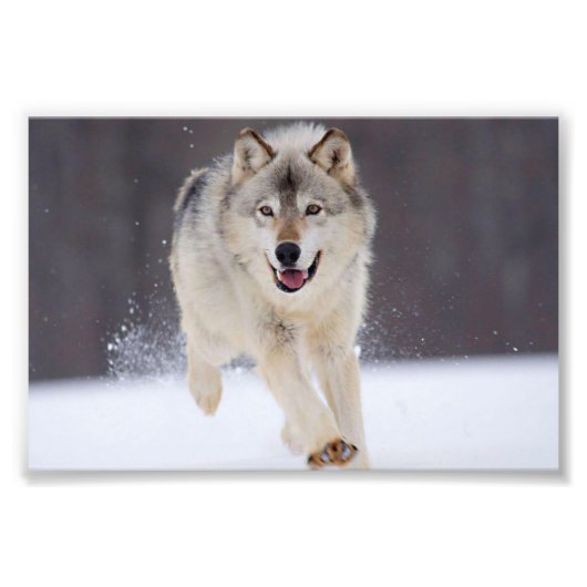 Wilde Wolf Foto Afdruk (Voorkant)