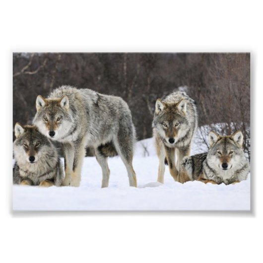 Wilde Wolven Foto Afdruk (Voorkant)
