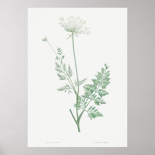  Wilde Wortel Illustratie, Retro Botanical Poster (Voorkant)