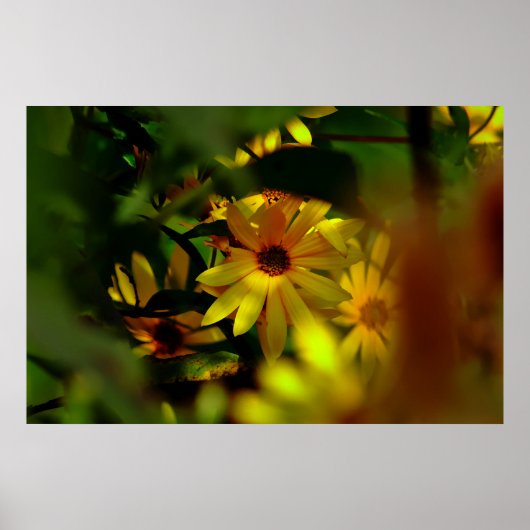 Wilde zonnebloem poster (Voorkant)