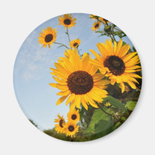 Wilde zonnebloemen magneet