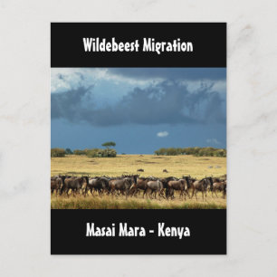 Wildebeest migratie Masai Mara Kenya briefkaart