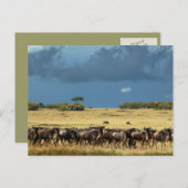 Wildebeest migratie Masai Mara Kenya briefkaart (Voorkant / Achterkant)