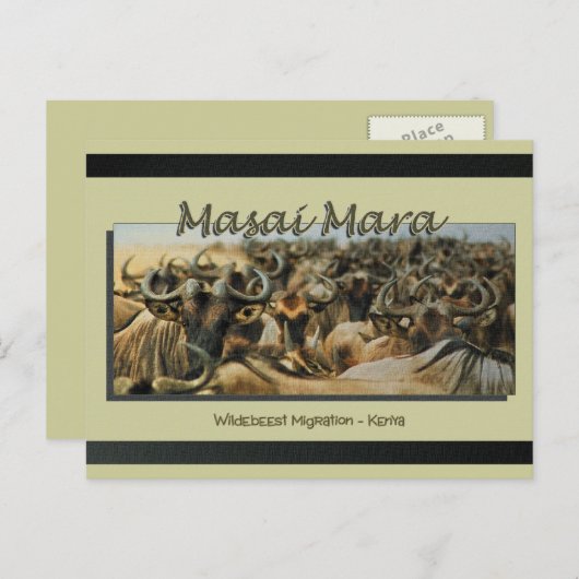 Wildebeest / migration gnu, cartes postales safari (Devant / Derrière)