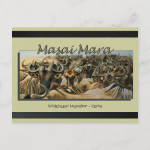 Wildebeest / migration gnu, cartes postales safari