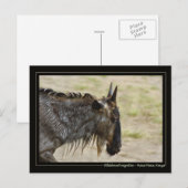 Wildebeest migration Kenya wildlife briefkaarten (Voorkant / Achterkant)