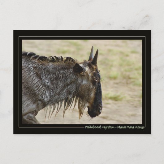 Wildebeest migration Kenya wildlife briefkaarten (Voorkant)
