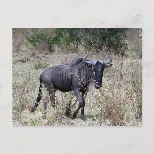 wildebeest solo briefkaart (Voorkant)