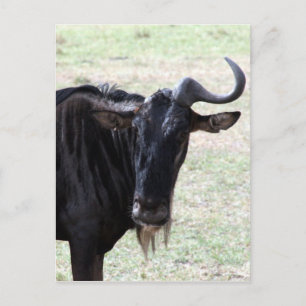 wildebeest solo hoorns briefkaart