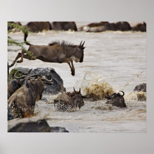 Wildebeest springt in de rivier de Mara tijdens Poster