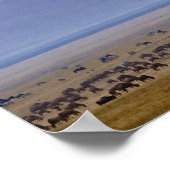 Wildebeest tijdens migratie Connochaetes Poster (Hoek)