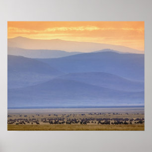 Wildebeest tijdens migratie Connochaetes Poster