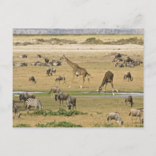 Wildebeesten, zebra's en Giraffes Briefkaart