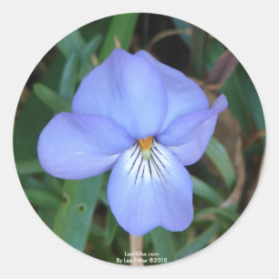 WildeBloemen Vogels-Voet Viooltje IV Het Geschenk Ronde Sticker