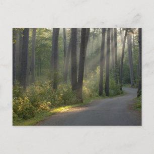 Wilderness Drive, Itasca State Park, Briefkaart
