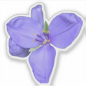 Wildflower Beauty – Nature Photo Sticker (Devant)