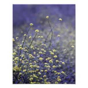 Wildflower Dance Foto Afdruk