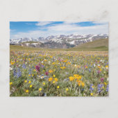 Wildflowers bij Beartooth Pass Foto Briefkaart (Voorkant)