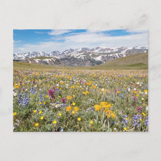 Wildflowers bij Beartooth Pass Foto Briefkaart (Voorkant)