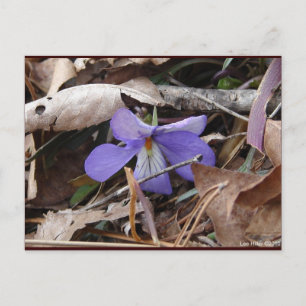 WildFlowers Birds-Foot Violet Hot Springs AR Gifts Briefkaart