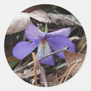 WildFlowers Birds-Foot Violet Hot Springs AR Gifts Ronde Sticker