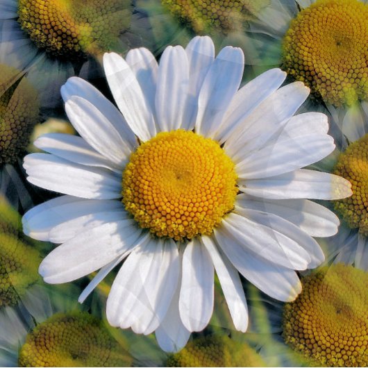 WILDFLOWERS BRIEFKAART