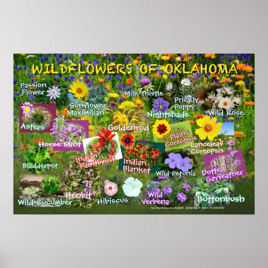 Wildflowers of Oklahoma poster 19v60 (Devant)