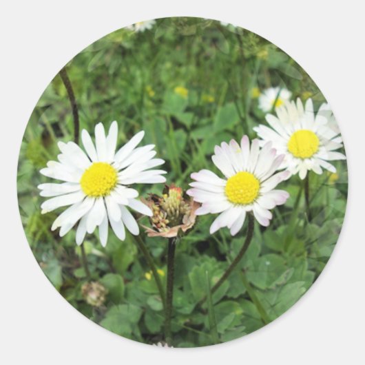 WILDFLOWERS RONDE STICKER (Voorkant)