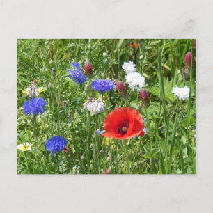Wildflowers: Rood Wit Blauw DIY Briefkaart