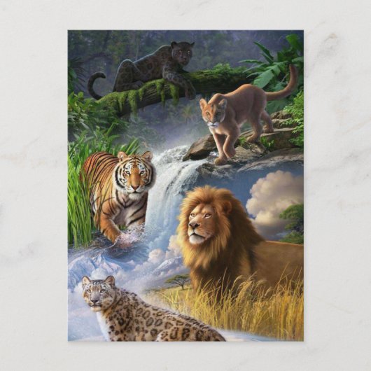 Wildkatten Briefkaart (Voorkant)