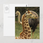 Wildleven Foto van Giraffe en struisvogel Briefkaart (Voorkant / Achterkant)