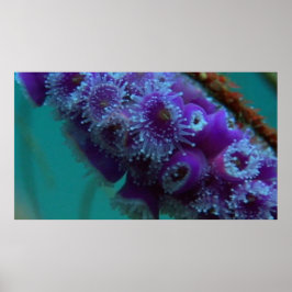 Wildlife 12 Zee urchine CU poster