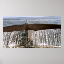 Wildlife 6 walvisstaart poster