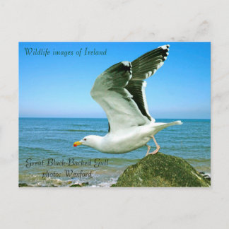 Wildlife afbeeldingen voor briefkaart