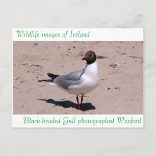 Wildlife afbeeldingen voor briefkaart
