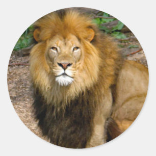 Wildlife African Lion Sitting Foto Ronde Sticker