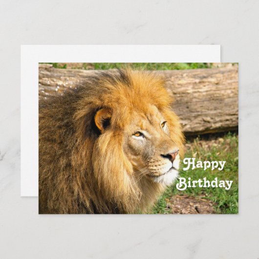 Wildlife Afrikaanse Leeuw Foto Verjaardag Briefkaart (Voorkant / Achterkant)