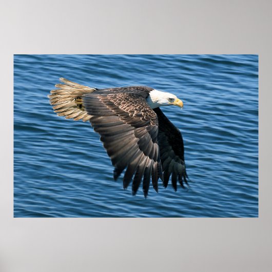 Wildlife Bald Eagle Foto Poster (Voorkant)